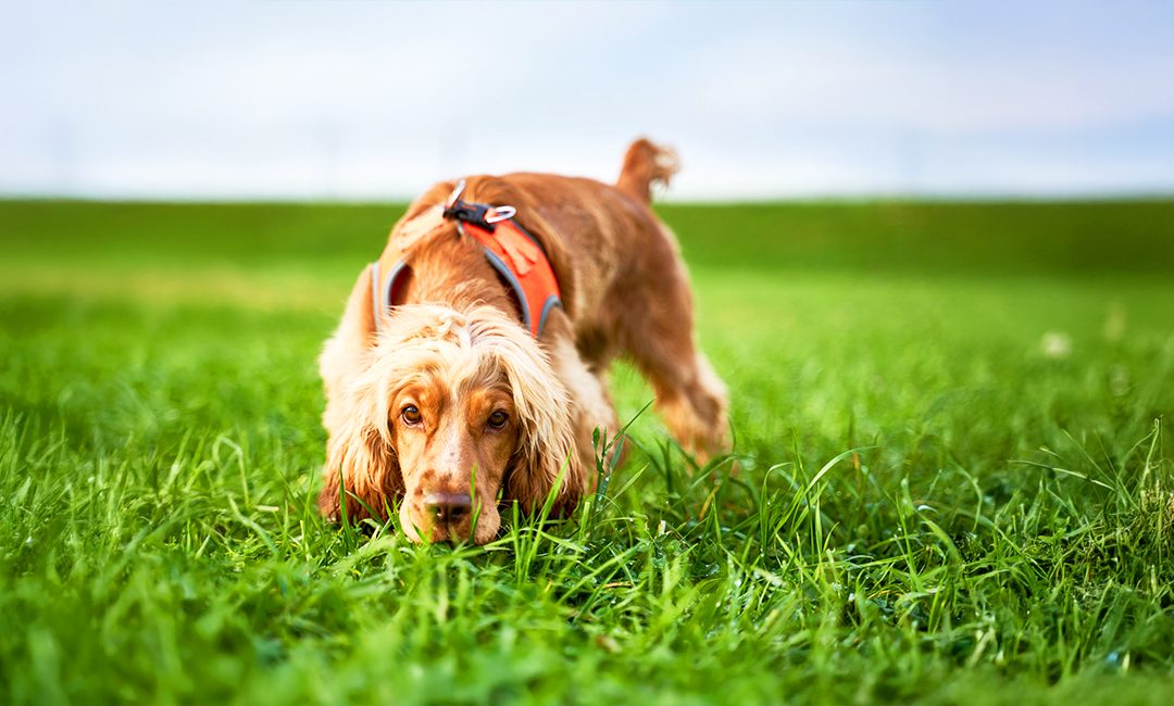 Agency In Training: Letting Dogs Choose To Learn