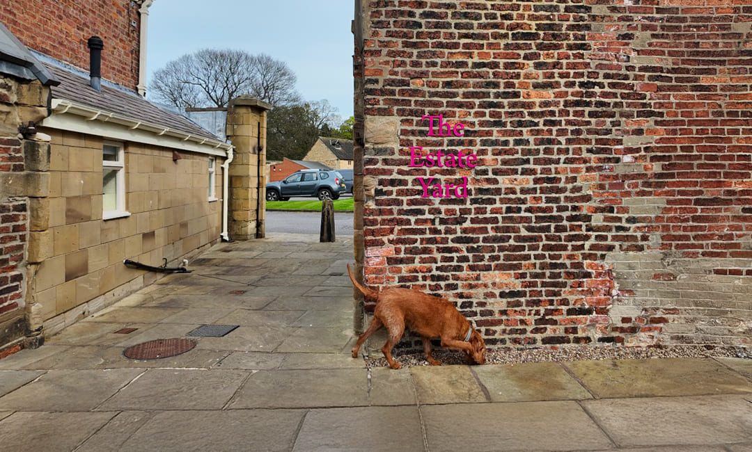 More Than Training: Creating a Space Where Dogs and Humans Thrive