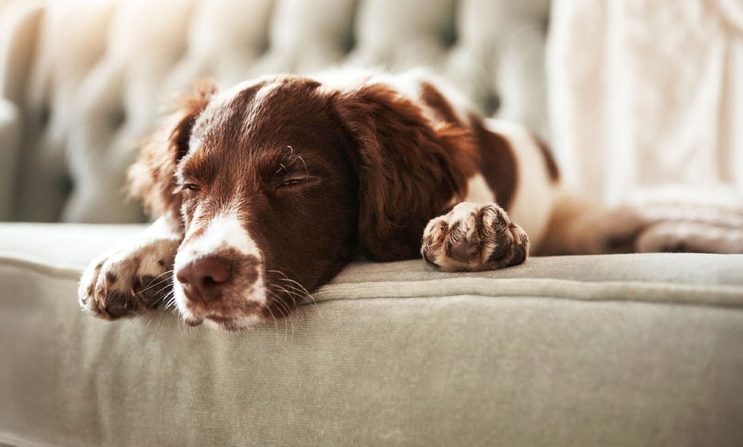 Let Them Rest: Why Your Dog Doesn’t Need 3 Walks a Day