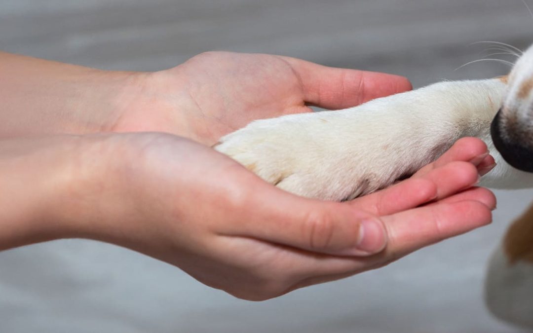 So You’re Thinking About Getting a Dog?