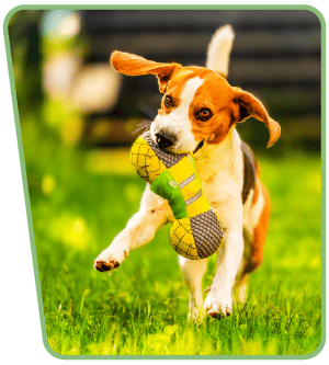 Playful dog running around with a toy Playful dog running around with a toy
