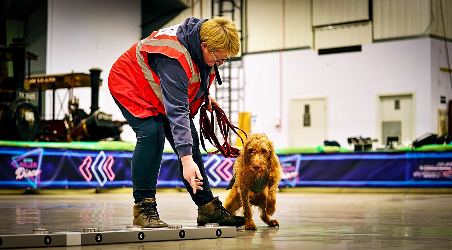 Wirehaired Vizsla carrying out a scentwork trial Wirehaired Vizsla carrying out a scentwork trial