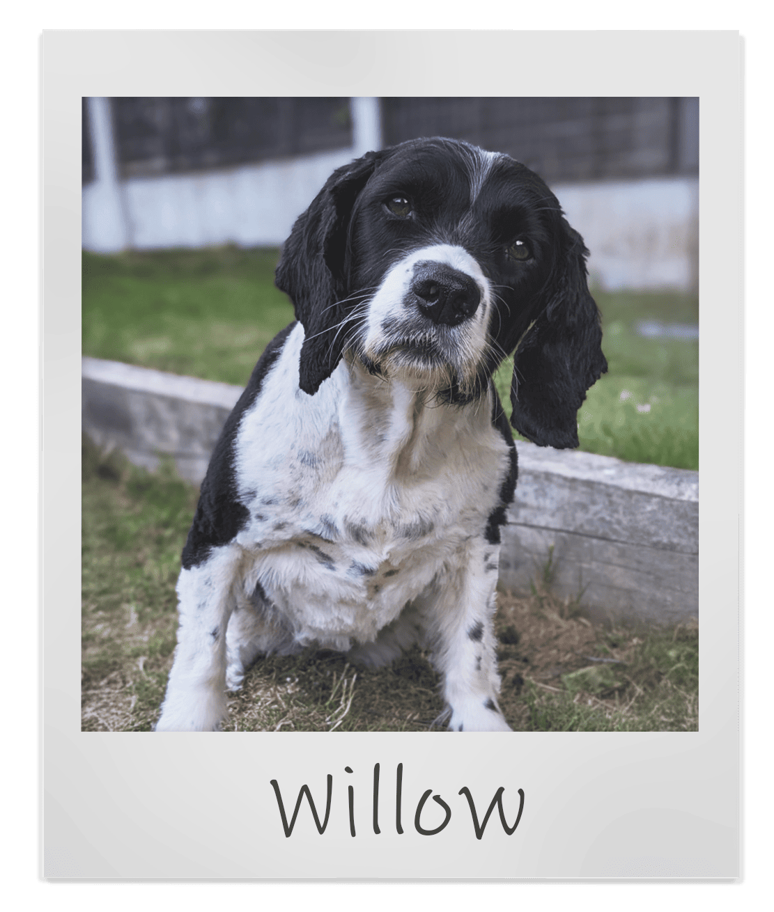 Willow